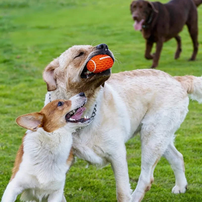 Orange Honeycomb Squeaky Football Dog Toy for Outdoor Fetch Dogs playing outdoors with the Orange Honeycomb Squeaky Football Dog Toy, showing the textured football shape for fetch, chewing, and active play.
