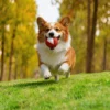 Corgi running outdoors with Milky Lychee Squeaky Natural Rubber Dog Chew Toy for fetch and active play