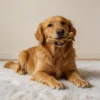 Golden retriever holding an Antler Dog Chew Toy for boredom relief and chewing enrichment
