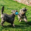 Two small dogs playing outdoors with the Poolside Blue Bamboo Texture Dog Chew Ball, showing the textured ball for fetch, chewing, and active play.