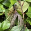 Bird-inspired ostrich feather cat toy resting among green leaves, with soft gray plumes and brown chicken feathers forming a small feathered prey shape.