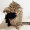 A golden tabby cat biting the Black Rabbit Fur Mouse Scent Enrichment Cat Toy, showing the fuzzy mouse shape during realistic chase, bite, and scent-enrichment play.