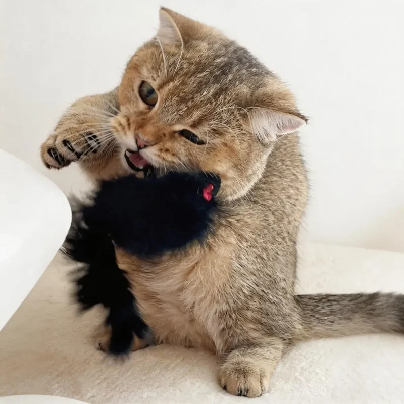 A golden tabby cat biting the Black Rabbit Fur Mouse Scent Enrichment Cat Toy, showing the fuzzy mouse shape during realistic chase, bite, and scent-enrichment play.