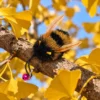 bumble-bee-cat-teaser-toy-garden-inspired-flying-insect-design Bumble bee inspired teaser toy cat design placed on a tree branch, featuring a fluffy striped body and feather wings that mimic a small flying insect.