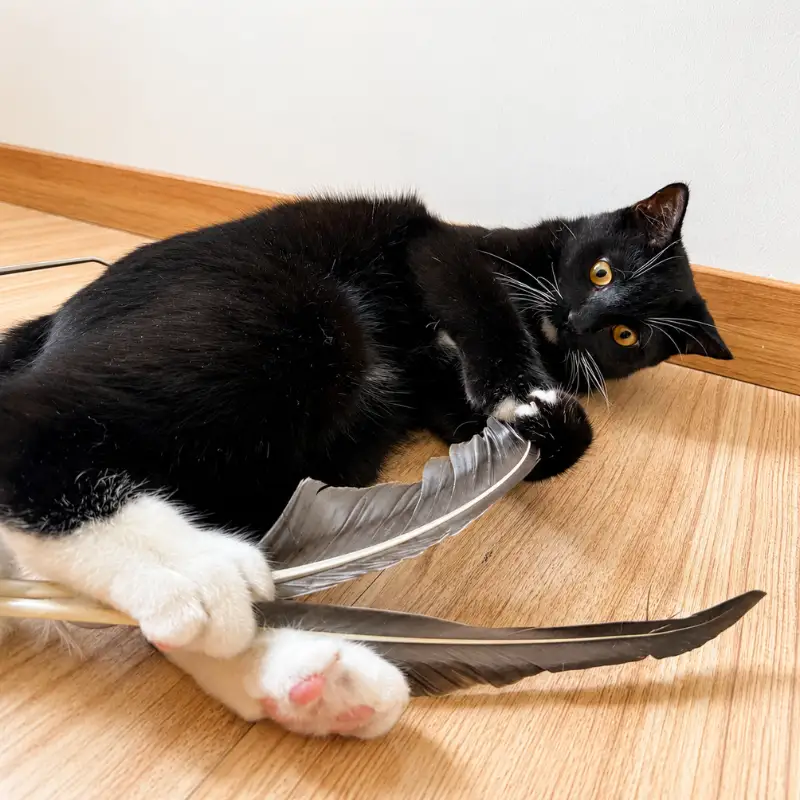 cat-playing-with-giant-goose-feather-wand-toy Black-and-white cat playing with a giant goose feather wand toy, holding the long natural feathers between both front paws during interactive play.