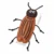 Classic Cockroach