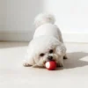 Small white dog chewing a Milky Lychee Squeaky Natural Rubber Dog Chew Toy for dental play and boredom relief