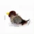 Striped Finch Chirpy Bird