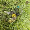 Bee cat toy resting in grass with a striped yellow-and-black body, patterned feather wings, silicone feelers, and bell attachment.