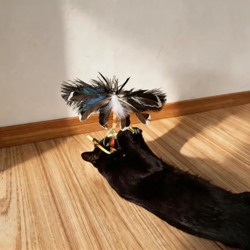 black-cat-catching-flying-cat-toy Black cat reaching up to catch a low-flying cat toy with broad dark feather wings during indoor wand play.