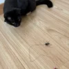 black-cat-playing-with-beetle-cat-wand-toy-interactive-hunting Black cat stalking a beetle cat wand toy on the floor during interactive hunting play with a realistic insect-inspired lure