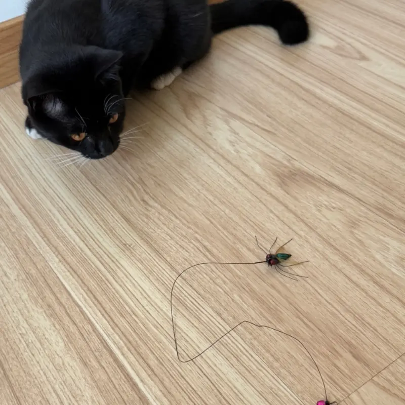 black-cat-playing-with-beetle-cat-wand-toy-interactive-hunting Black cat stalking a beetle cat wand toy on the floor during interactive hunting play with a realistic insect-inspired lure