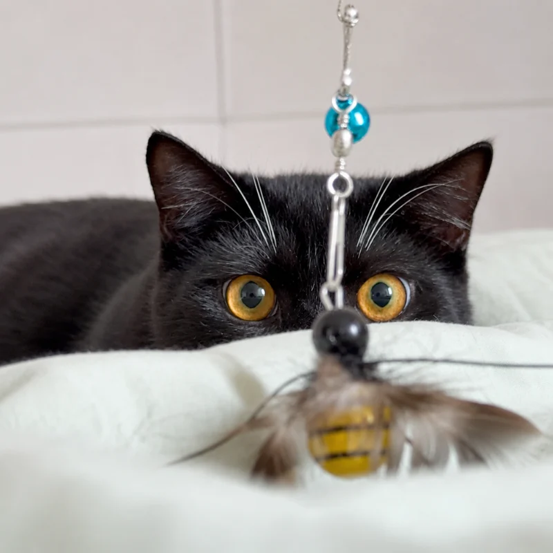 Black cat crouching behind the bedding and watching a bee cat teaser, ready to stalk the small feather-wing prey.