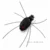Black Spider