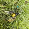 Close-up of the BuzzBee Flutter Feather Cat Wand Replacement showing the bee-inspired striped body, feather wings, bell, and clip in grass.