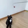 cat-playing-with-crawling-ant-interactive-cat-teaser Cat watching a crawling ant interactive cat teaser during play, creating a natural stalking and chasing experience with a prey-inspired cat lure.