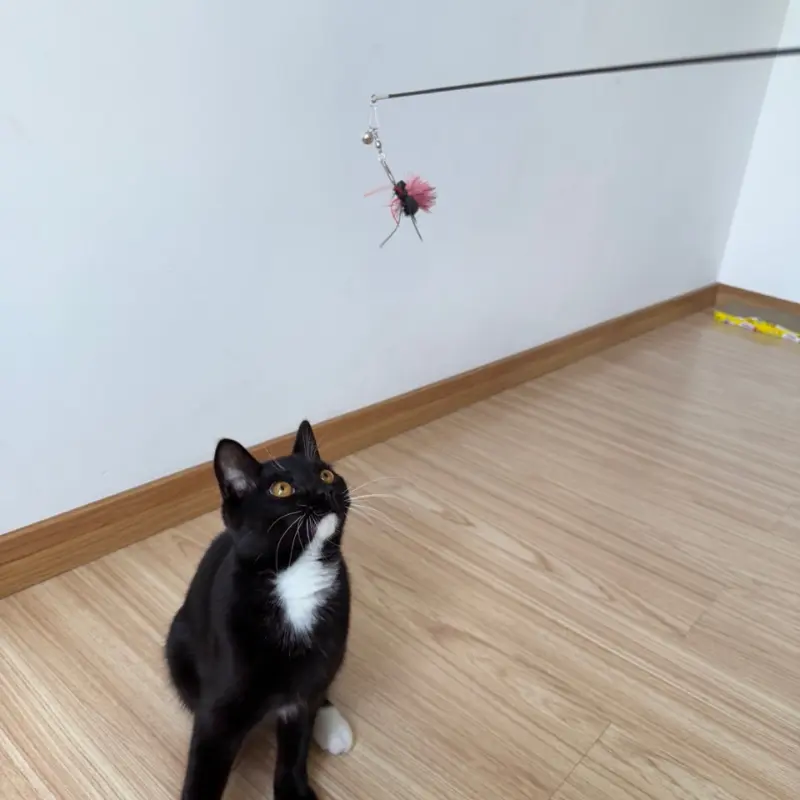 cat-playing-with-crawling-ant-interactive-cat-teaser Cat watching a crawling ant interactive cat teaser during play, creating a natural stalking and chasing experience with a prey-inspired cat lure.