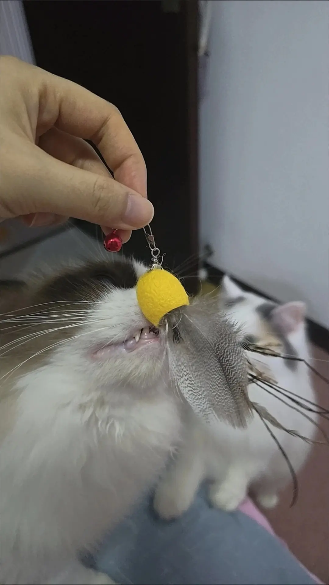 Handmade pet toys workbench