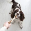 Dog playing tug with a coffee wood rope toy, holding the tennis ball attachment during an interactive tug of war rope game.