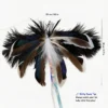 Size chart for giant moth feather cat teaser wand replacement measuring 25 cm by 12 cm with natural feathers