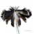 Ribbon-Tail Moth