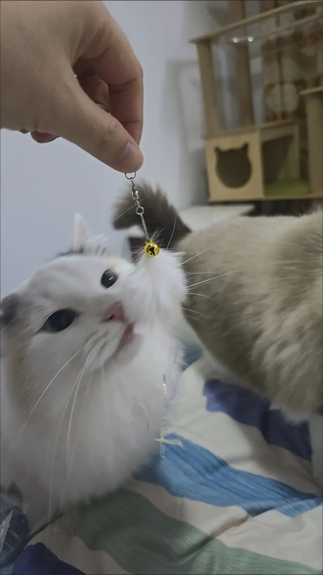 Rescue pet adoption success wall