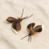 Midnight Forest Moth flying bug cat toy with feather wings, colorful fibers, and detailed antenna design inspired by a nighttime insect.