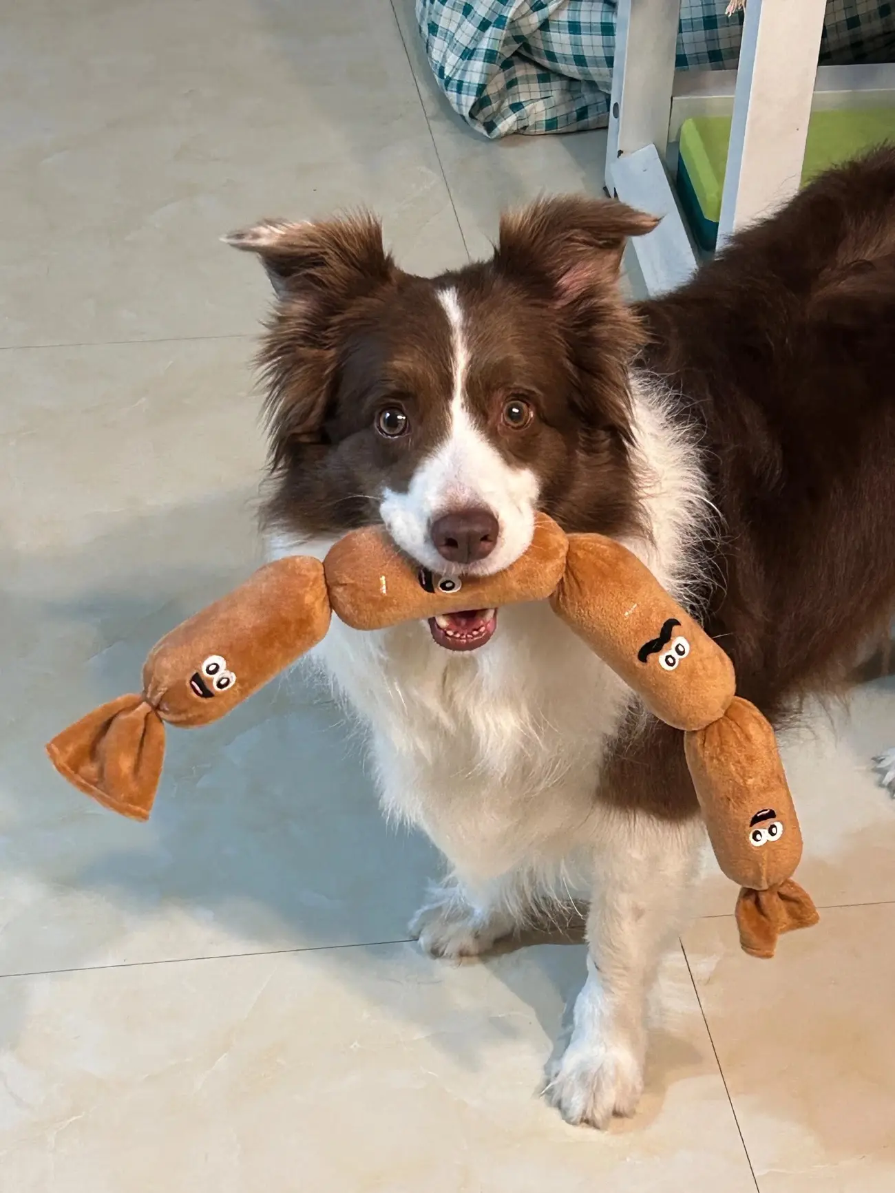 Rescue pet adoption success wall