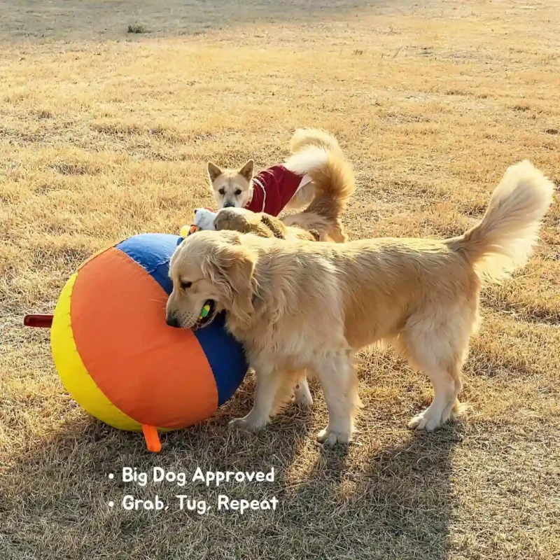 Rainbow Pop HugTug Giant Outdoor Air Ball Dog Toy Large Dog Play Large dogs playing tug with the Rainbow Pop HugTug Giant Outdoor Air Ball Dog Toy on grass.