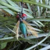 Realistic Fly Teaser Refill for Indoor Cat Enrichment with feather wings, green body and wand clip on white background