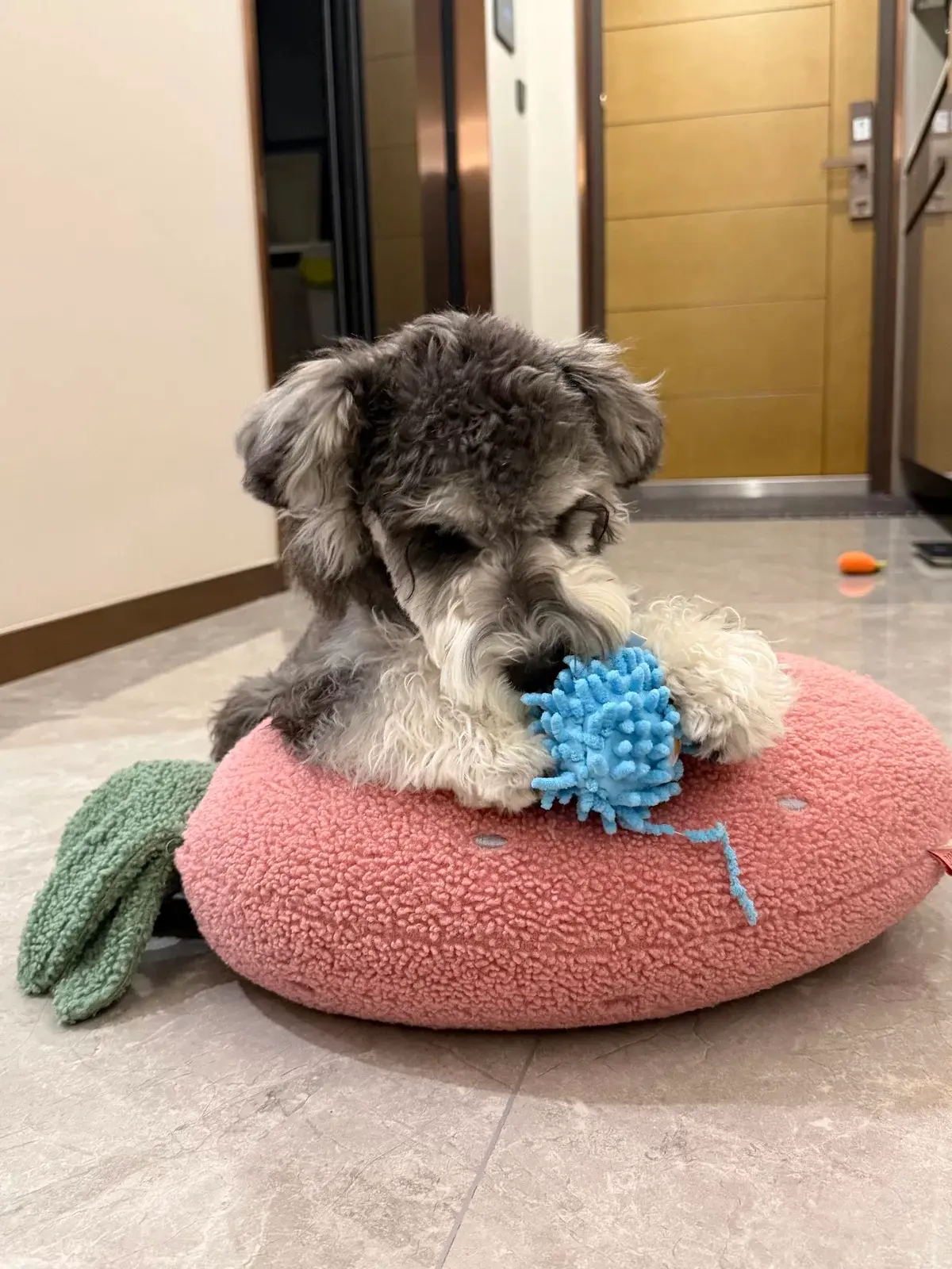 Rescue pet adoption success wall