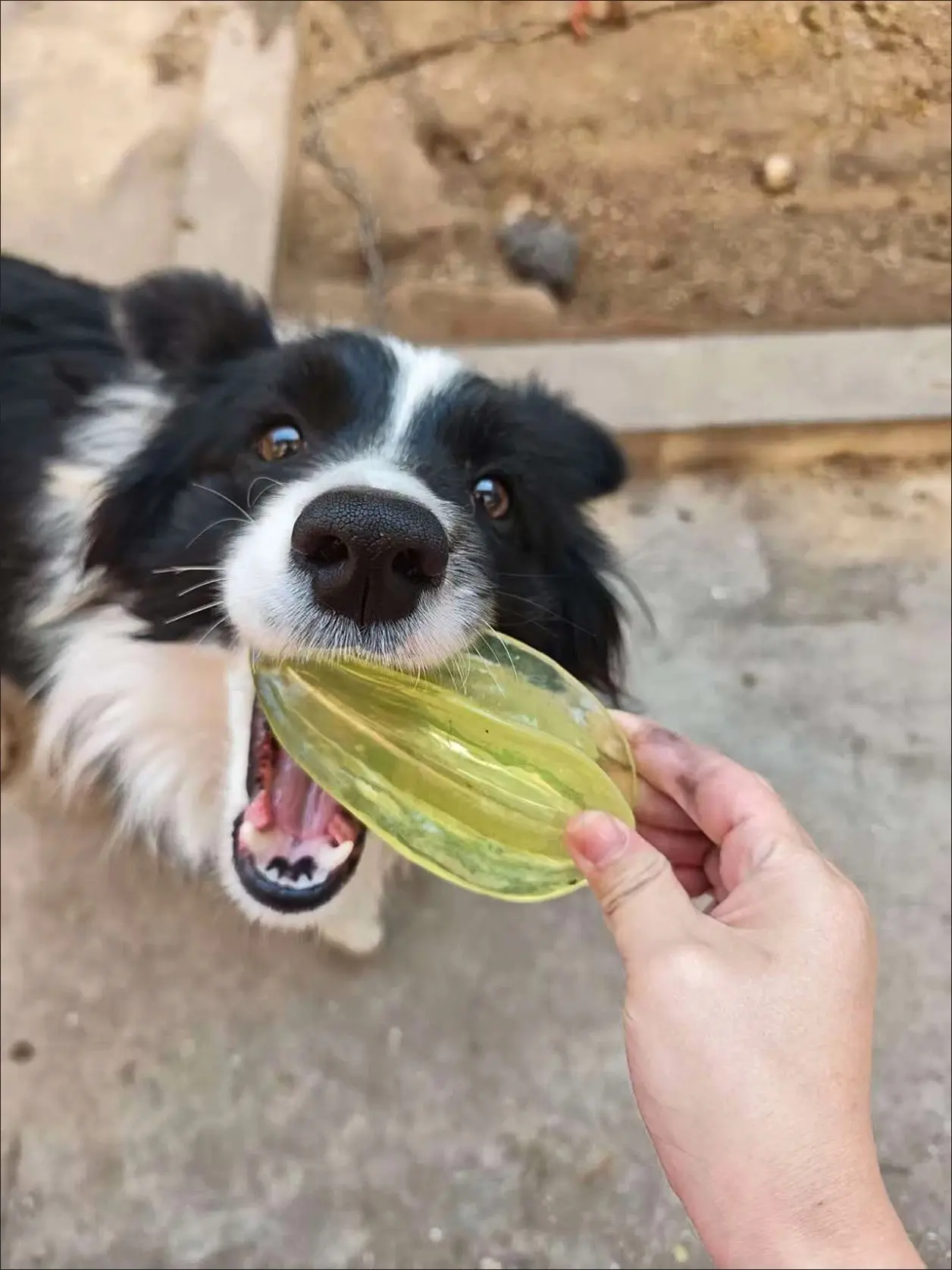 Rescue pet adoption success wall