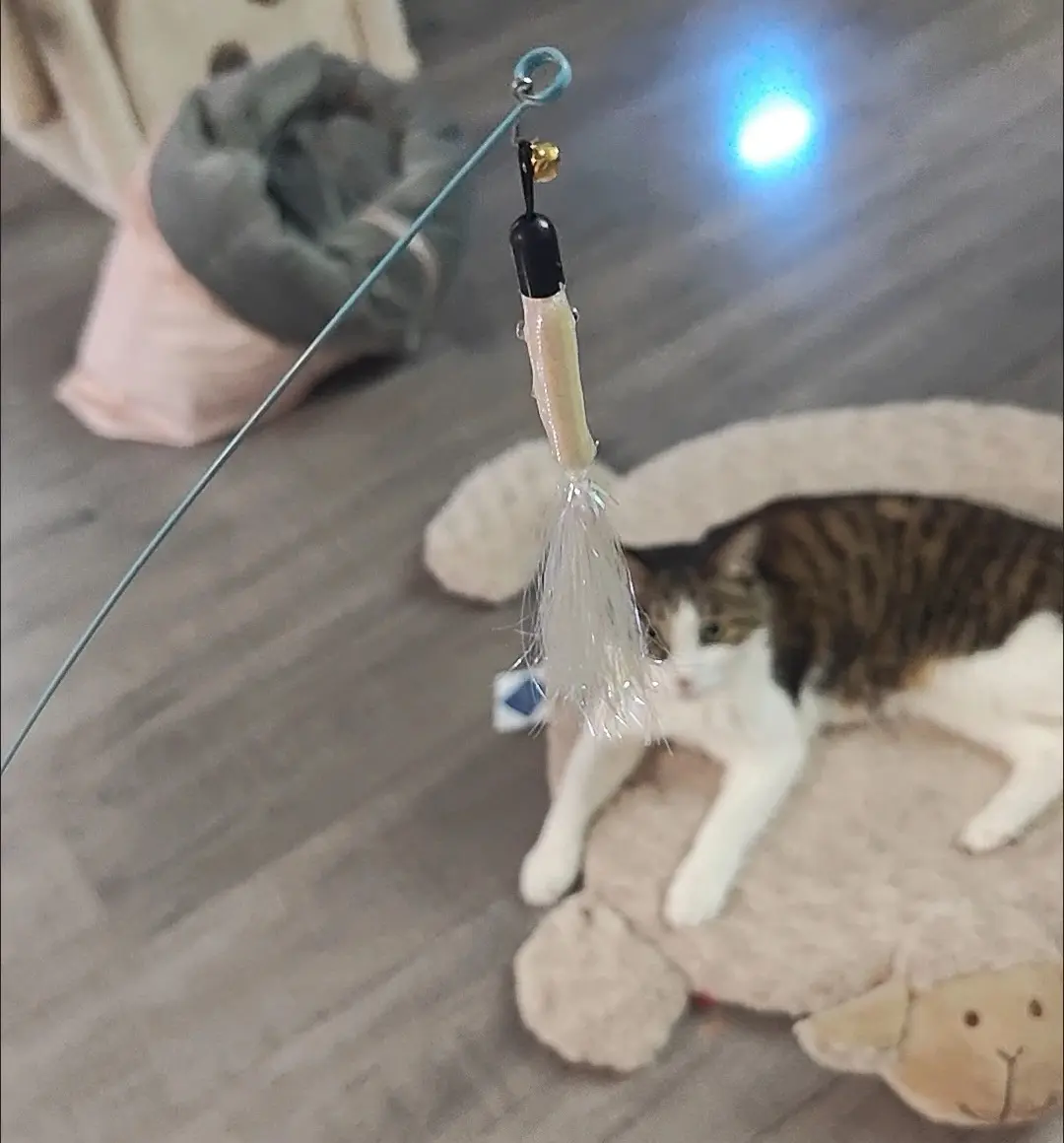 Rescue pet adoption success wall