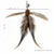 Shadow Plume Tail