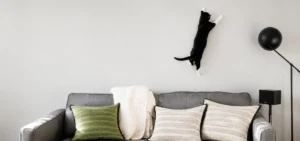 Black-and-white cat leaping above a gray sofa during an energetic cat teaser toy play session.