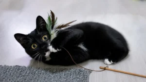 Black-and-white cat lying on the floor and gripping a cat wand with feathers during indoor play.