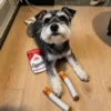 Miniature Schnauzer lying on a light wood floor beside a cig dog toy set with a plush pack and loose pieces.