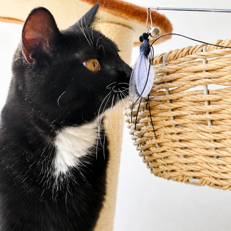 Black cat closely watching an interactive cat teaser with long silicone legs and translucent wings beside a woven cat tree basket.