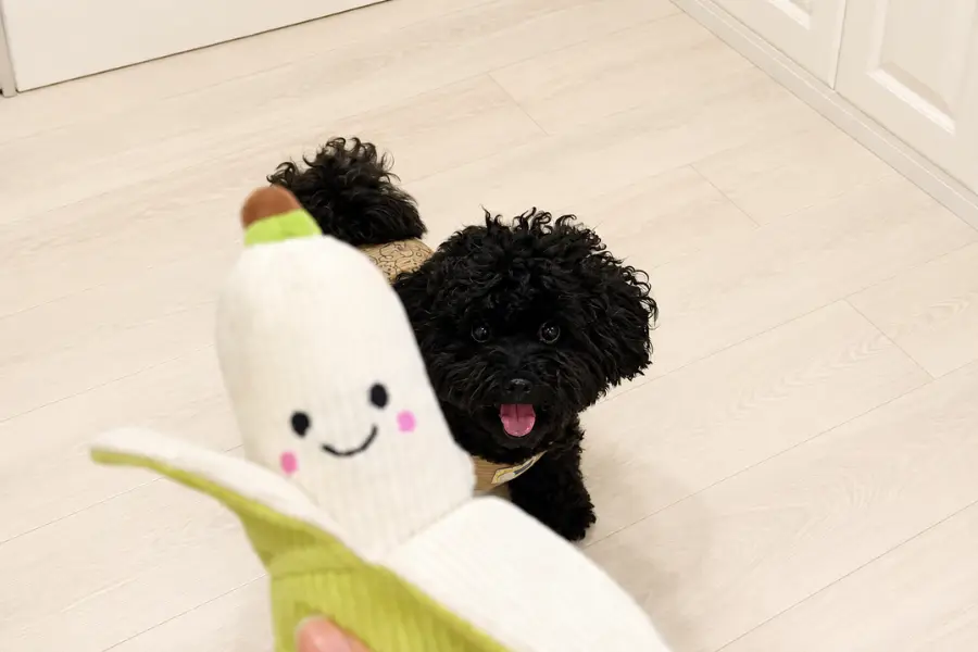 Black curly-haired dog looking excitedly at a plush banana toy with a crinkly peel indoors.