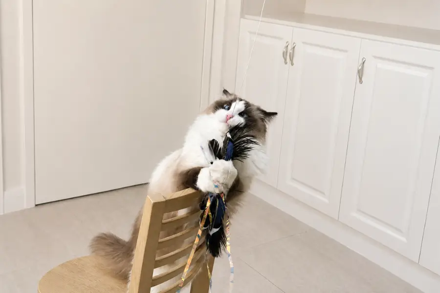 Fluffy cat standing on a wooden chair and grabbing a feather wand toy with both paws indoors.