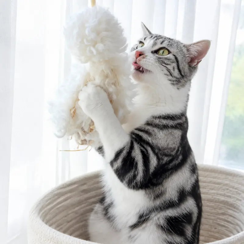 Cat playing with a soft white kitty kicker toy, holding the plush toy with paws during interactive wrestling play.