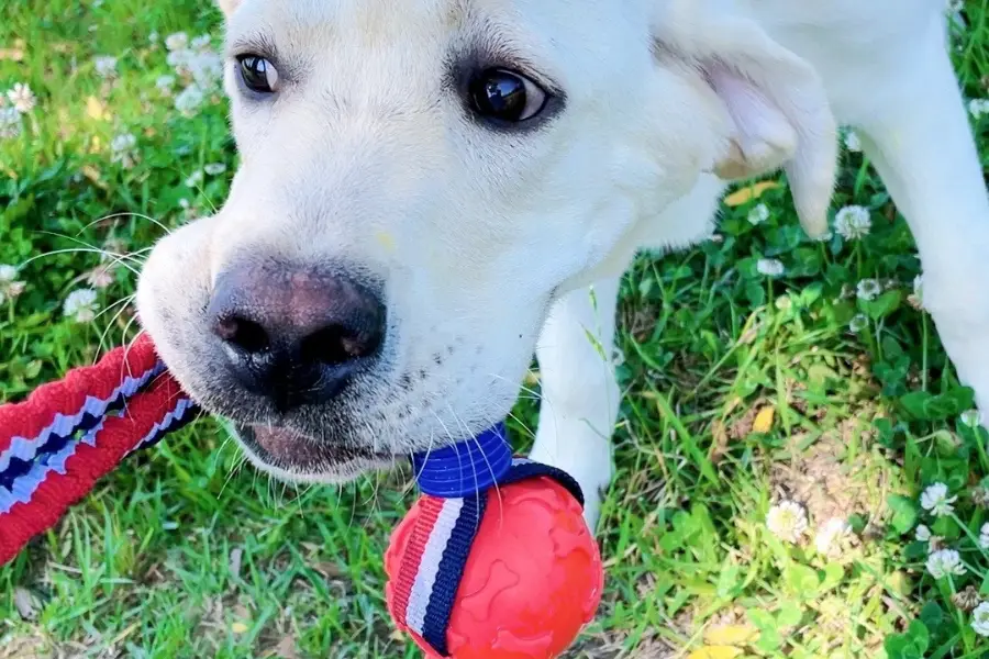 White dog holding a red and blue stretchy rope ball toy while playing outside on the grass.