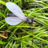 Close-up of a long-legged mosquito-inspired cat hunting toy among grass, with lightweight mesh wings and six slender legs extending around the dark body.