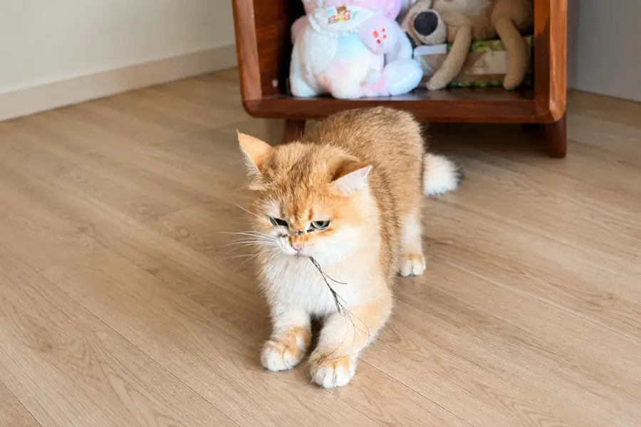 Orange cat standing on a wooden floor while playing with a small feather teaser toy indoors.