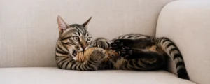 Tabby cat gripping and bunny kicking a rope toy on a beige sofa, showing kicker toys for cats during active indoor play.