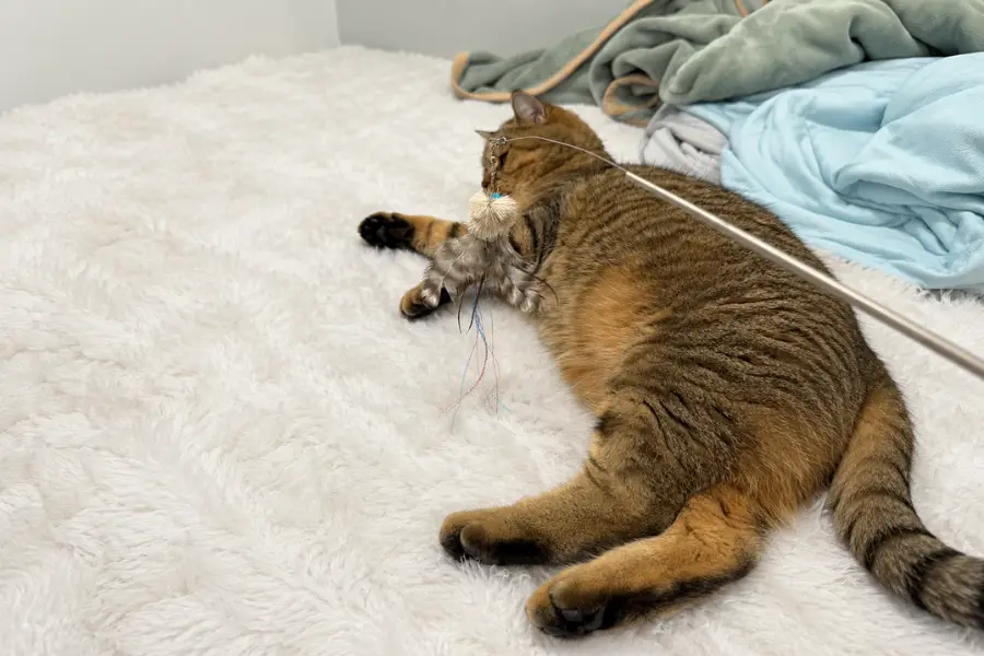 Brown tabby cat lying on a soft bed while holding a feather wand toy in its mouth.