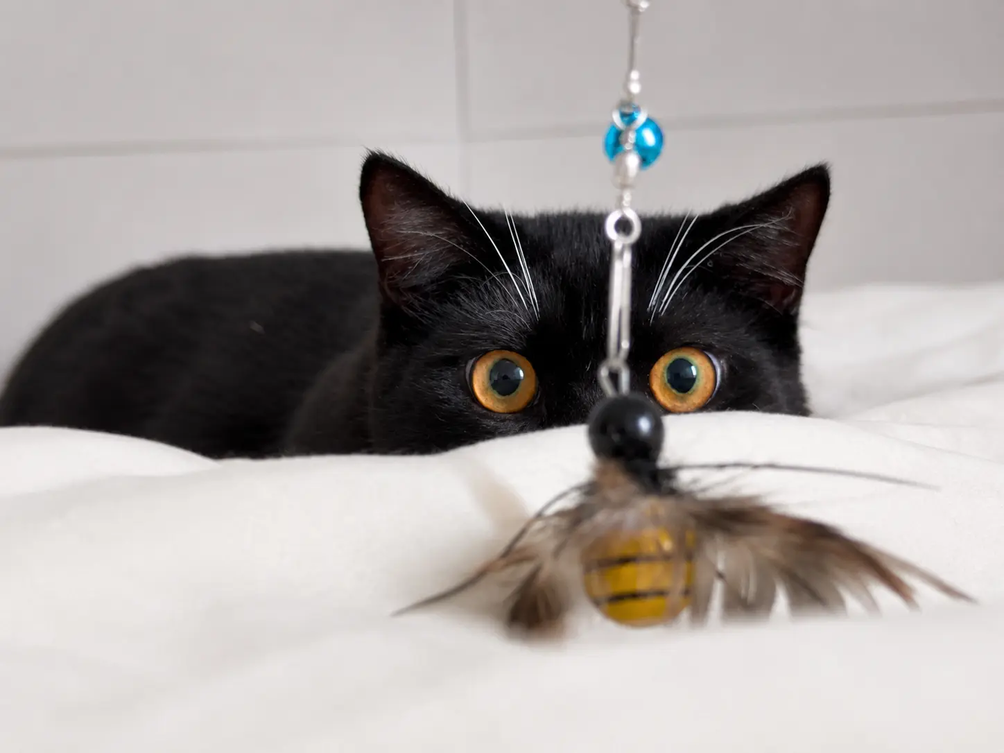 Ziggy, a black cat, watching a feather cat wand toy closely during indoor play.