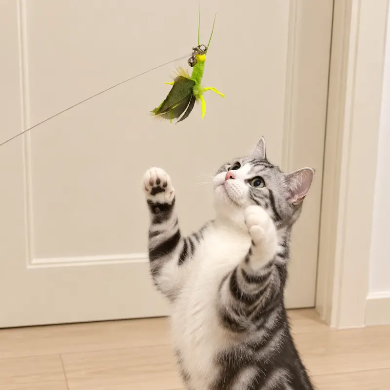 Cat reaching for a grasshopper cat fishing toy with feather wings during a playful hunting moment.