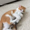 Orange and white cat holding a curly wool kicker toy while practicing natural bunny kicks during play