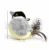 Gray House Sparrow